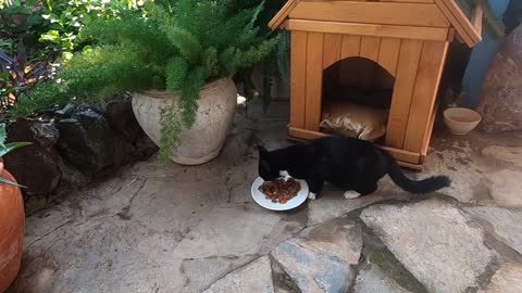 Very hungry mother cat meows on my doorstep and asks me for food