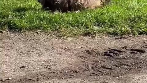 Happy Muddy Dog Rolls Around