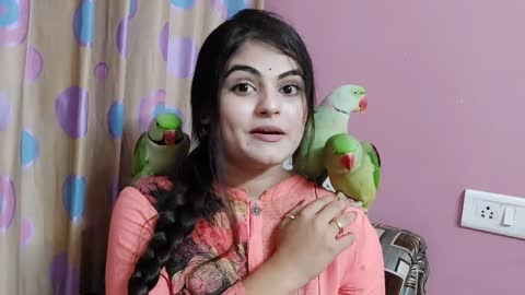 HowtofindparrotmaleorfemaleDifferencebetweenmaleandfemaleIndianringneckparrotgenderp10