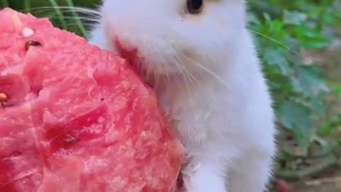 Funny cute Rabbit 🐰 eating