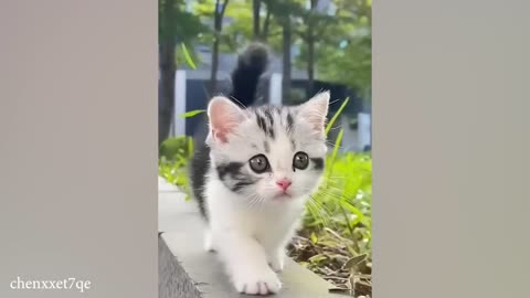 10 Minutes of Adorable cats and kittens videos to Keep You Smiling! 🐱