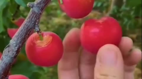 how to open cherries