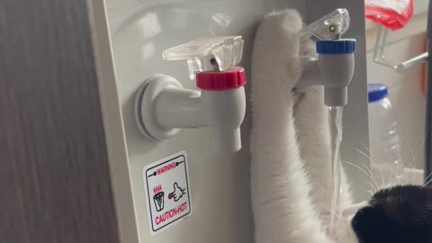 Cat Helps Itself to Water Dispenser