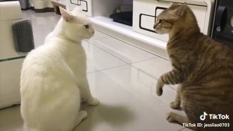 Cats talking