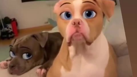 Cute dogs, so funny reactions hahaha