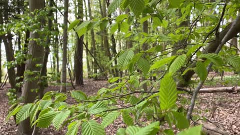 Fresh Spring leaves of Common Hornbeam Tree _ Free Footage for MOAH Members