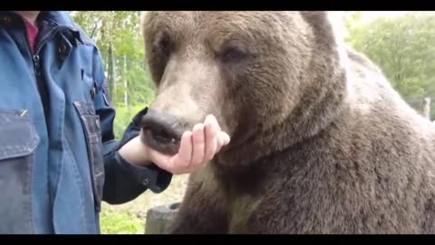 Bear licking human hand