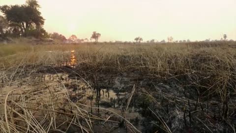 Hippo vs Lion Clan | Natural World | BBC Earth