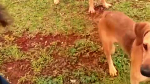 very funny cat and dogs compilation_😂😂😂😂😂😂😂_ #short