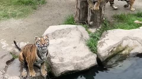 tigers