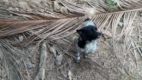 Romp with mischievous dog