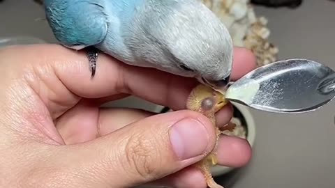 Smart Bird Breeder