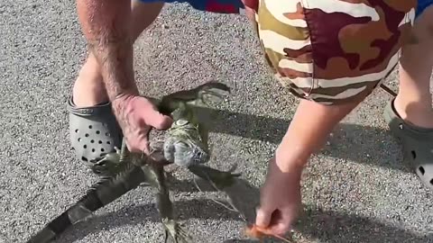 Man Catches Big Iguana Out of a Tree