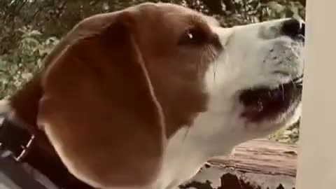 a beagle finds no silence