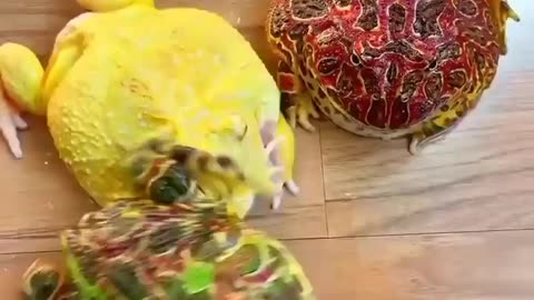 Frogs Engage in Hilarious Rainbow-Colored Brawl!"