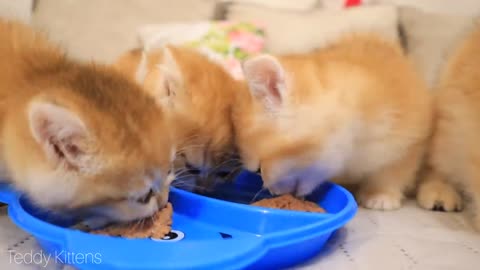 Time for Dinner and Play | Kittens meow and ask for food