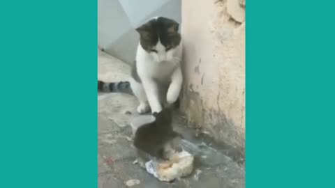 Cat and mouse funny video