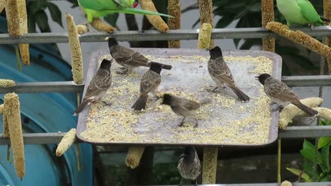 Watch the beauty of these birds as they eat and sing