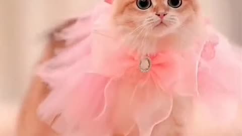 Fashion show for cats 😂😍💜