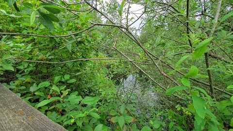 Duck pond and flowers