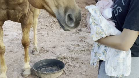 Gentle Horse Meets New Baby for the First Time