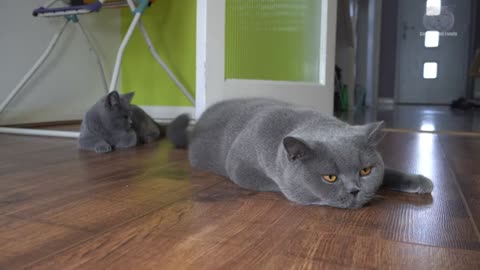 Blue British Shorthair Cats(360P)