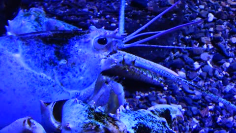 Blue Lobster