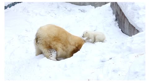 Baby polar bear with his mom 😇 cute moment😍