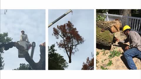 tree trimming redwood city