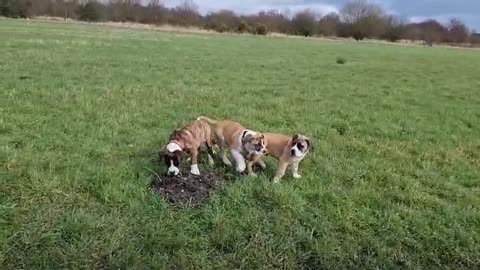 Pups at play