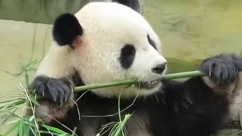 Awesome Panda Eating Bamboo