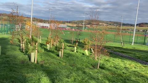 Kingsford practice football training new established trees growing Nov 2023