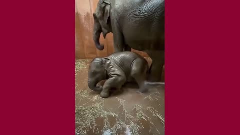 Cute Baby Elephant