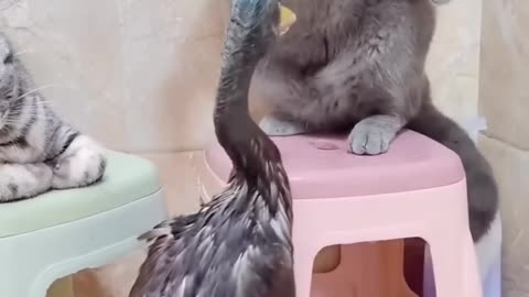 What’s wrong with you duck !