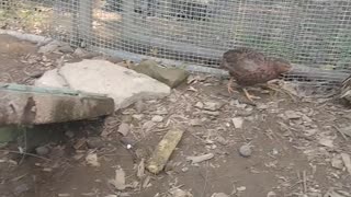 Coturnix Quail Male Crowing