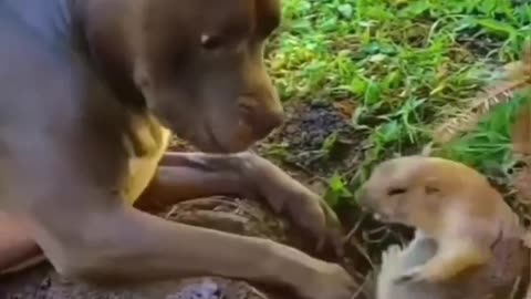 Dog playing with little squirrel 🐿🐿 | Viral