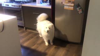 Samoyeds Wanting fridge carrots