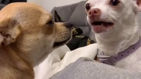 OMG! Funny & Angry Chihuahua Videos - Try Not To Laugh