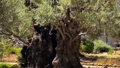 Garden of Gethsemane