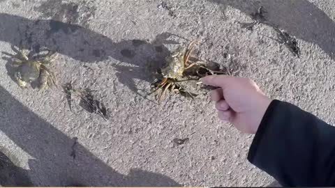 Crab Catching🦀 | The Kids Loved it |