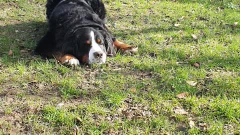 Little and Large, Bernese Mountain Dog and Jack Russell