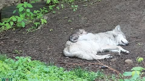 Endangered Wolf Pup