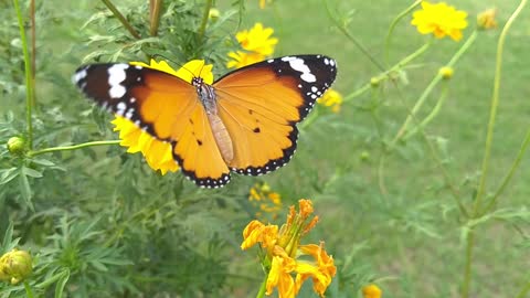 Butterfly life with a flower