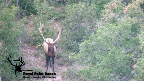 Royal Point Elk Ranch - Highlight Reel