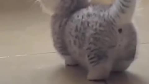 Cute kitten