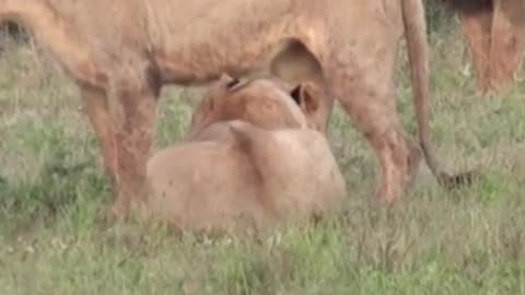 Lion breaks wives fight