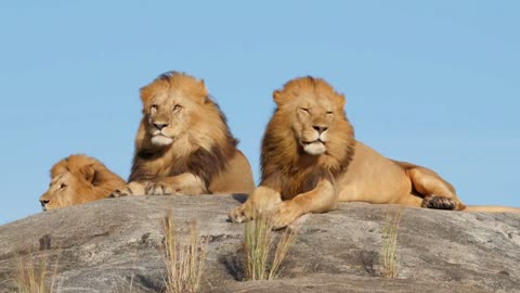 Amazing Lions Collection in 8K TV HDR 60FPS ULTRA HD