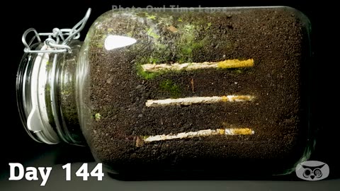 CIGARETTE in soil:one year time lapse.