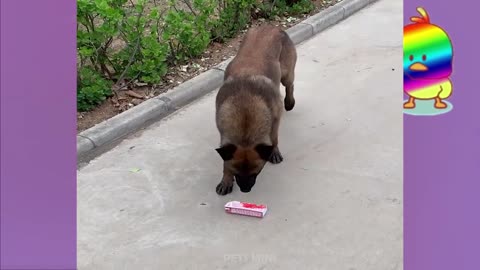 Funny and Cute Dog Pomeranian