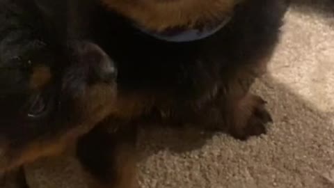 Amazing first howl of baby rottie